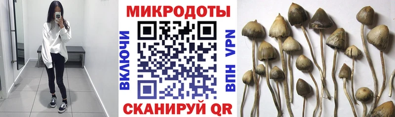 shop как зайти  где найти наркотики  Михайлов  Галлюциногенные грибы мицелий 